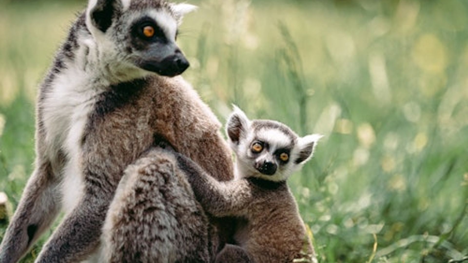 Parc de Bellewaerde: Billet d'entrée