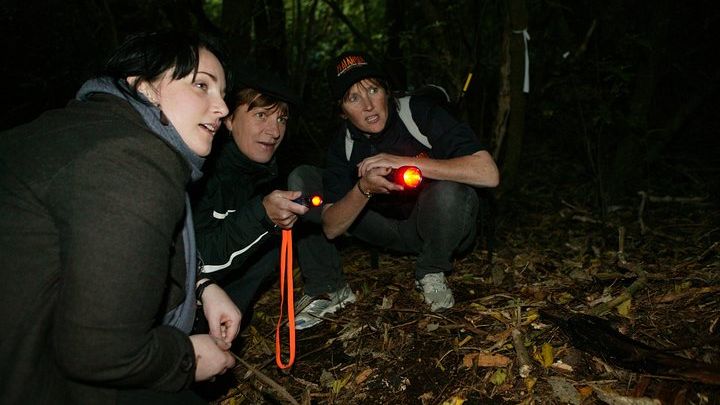 Zealandia Small Group Eco Wildlife Night Tour