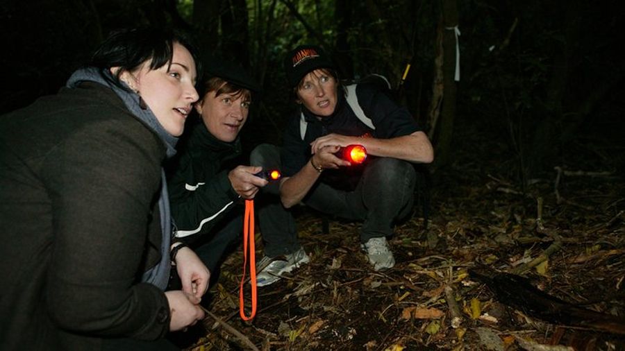 Zealandia Small Group Eco Wildlife Night Tour