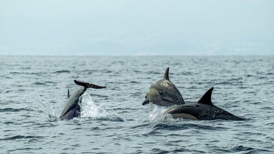 2.5 Hours Sunset Boat Tour in Search of Dolphins