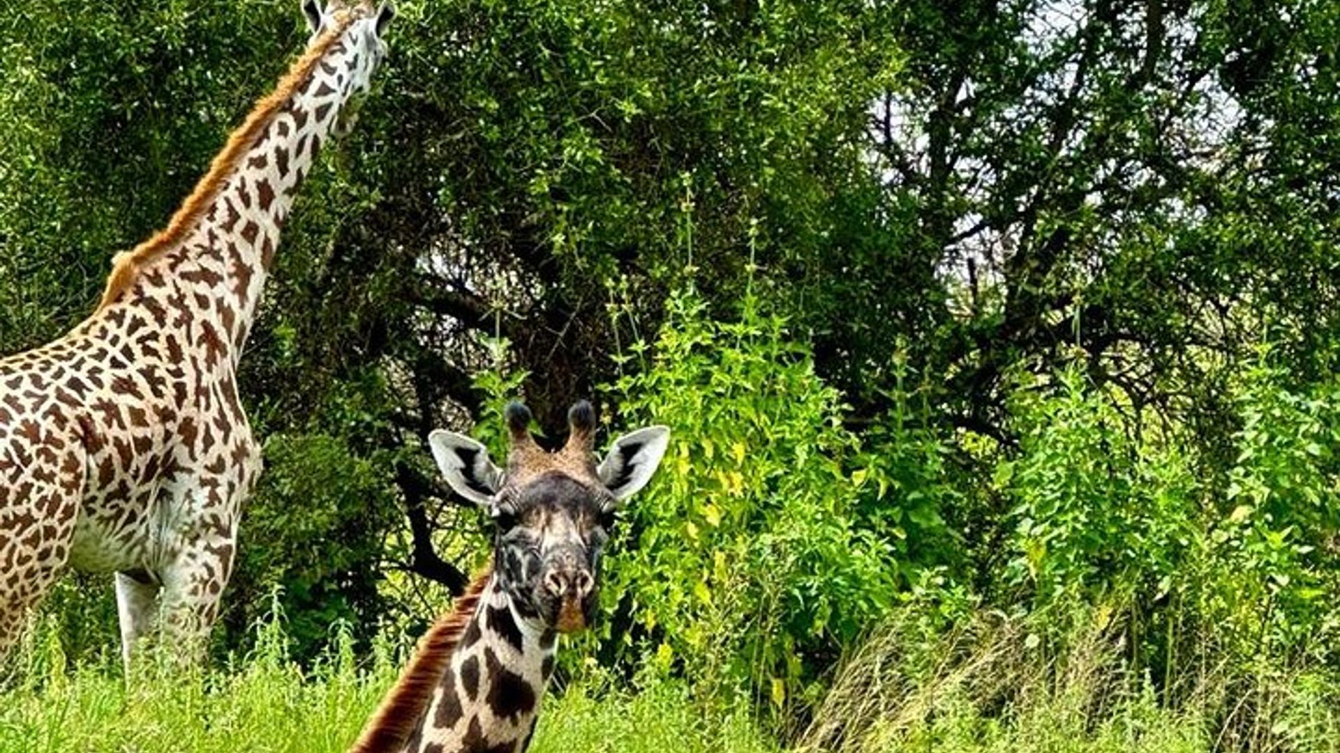 Arusha Giraffes Private Walking Safari at a Sanctuary