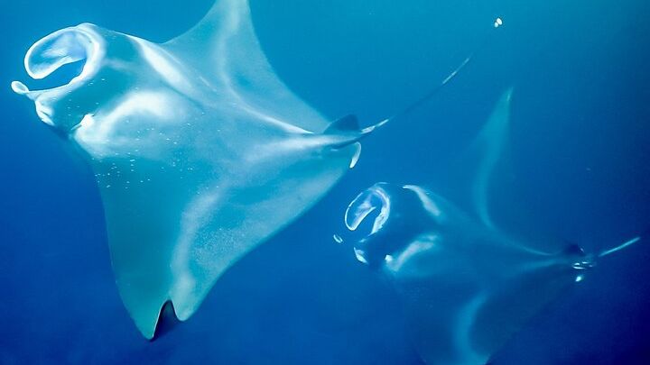 Kailua Night Manta Ray Cruise and Snorkel Experience