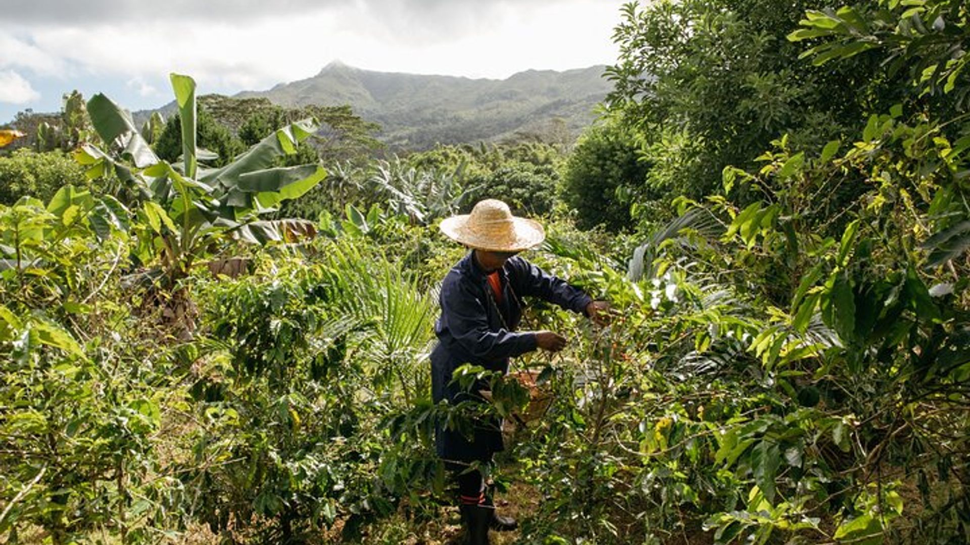 Chamarels Kaffeetour