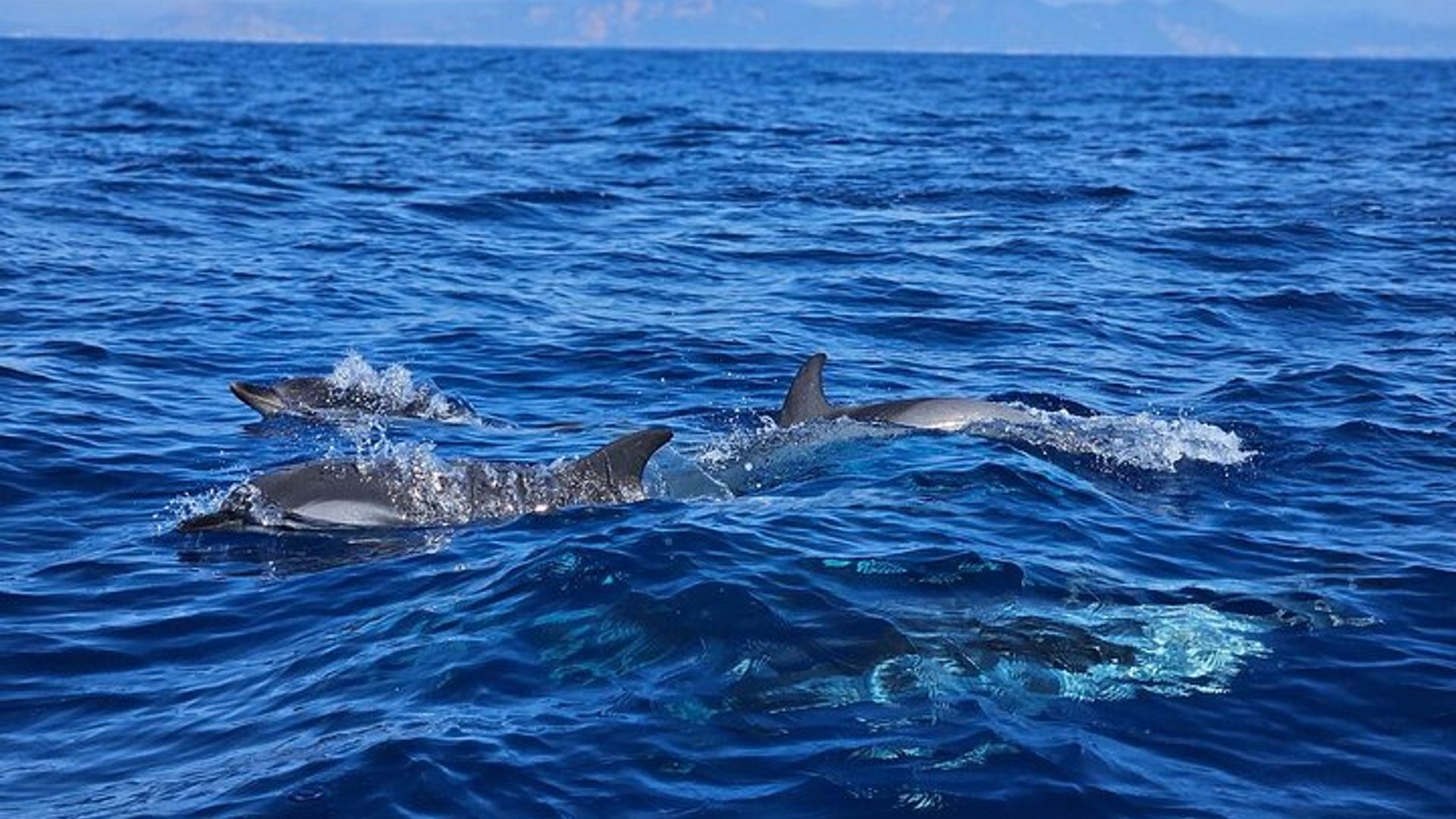 Delfinbeobachtungskreuzfahrt Pelagos Sanctuary von Saint Raphael