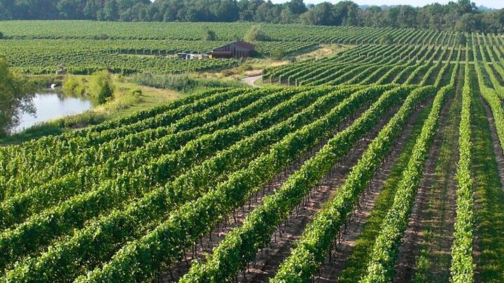 Niagara-On-The-Lake Guided Wine Tour