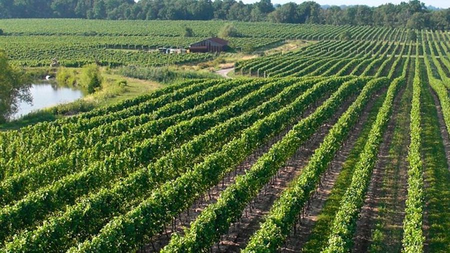 Niagara-On-The-Lake Guided Wine Tour
