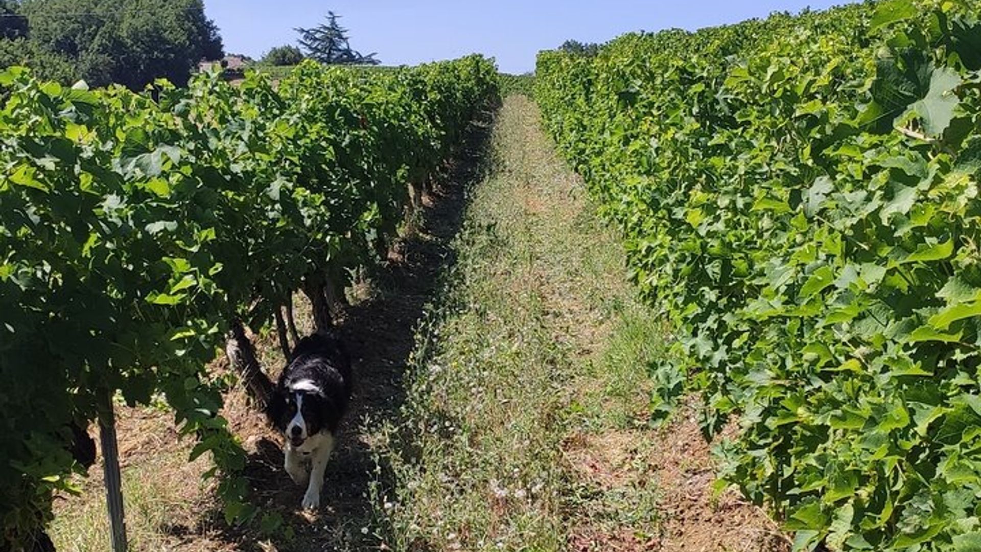 Weinausflug nach Gaillac in kleiner Gruppe ab Toulouse