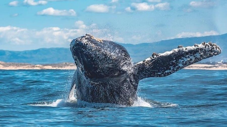 Monterey Sunset Whale Watching Tour