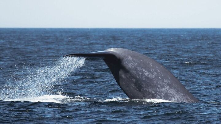 San Diego Luxury Whale- and Dolphin-Watching Cruise