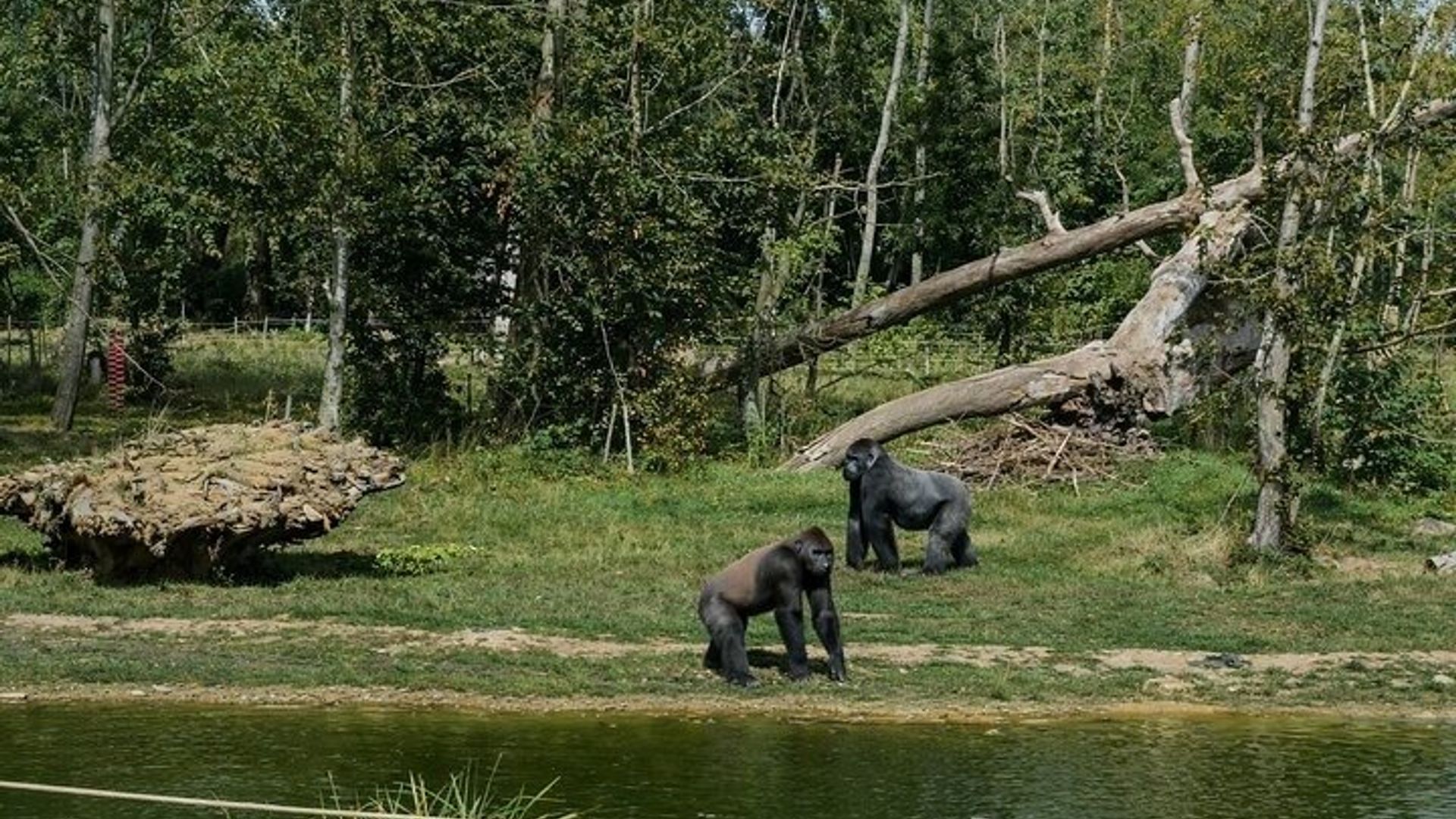 De Safari aux Vikings Une journée en famille
