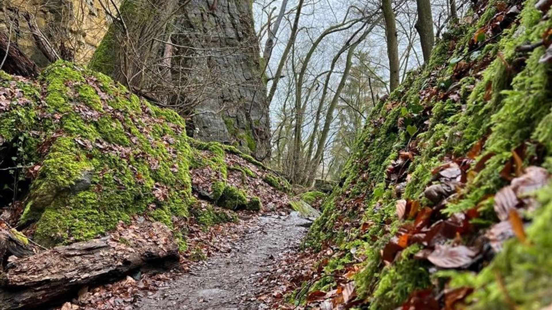 Mullerthal Walk: Berdorf Rocks, Clifftop Wine & the Wolf's Gorge