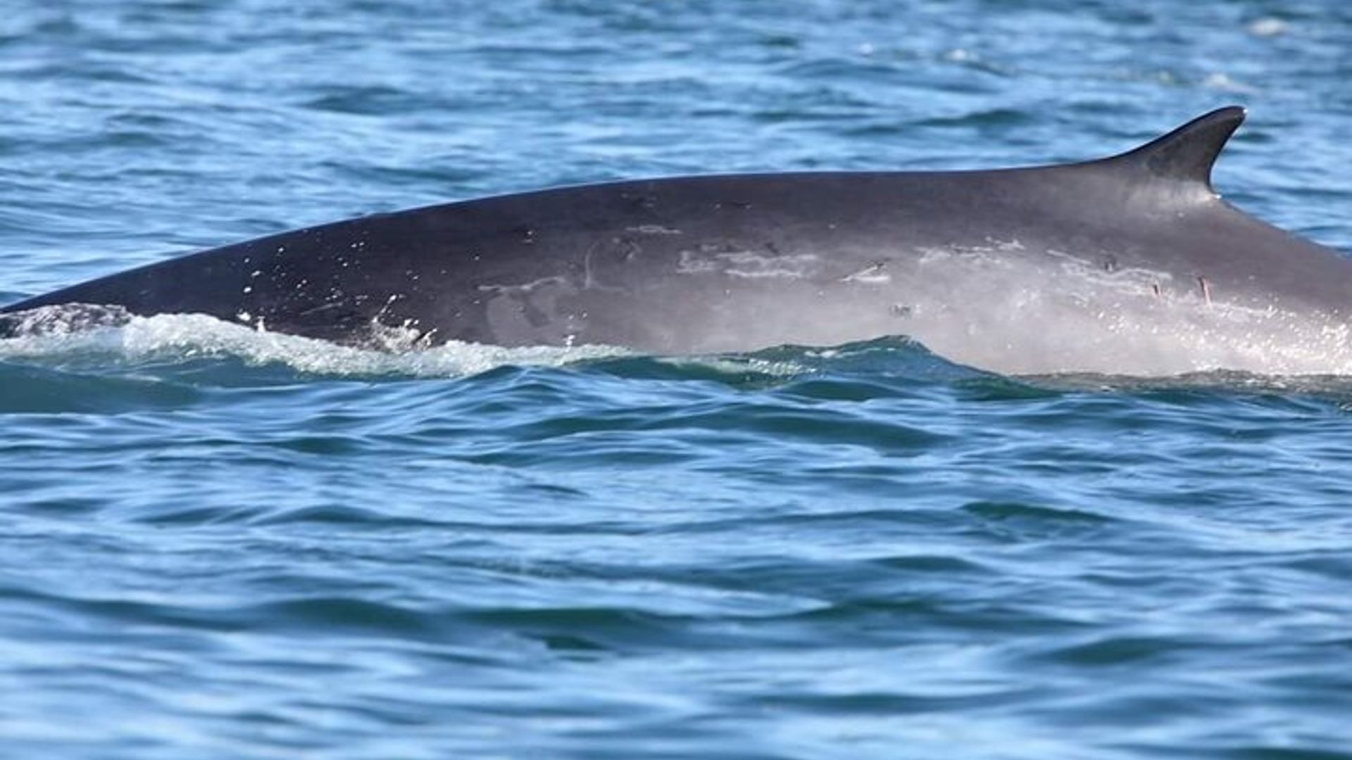 Lisbon Small-Group Dolphin Watching Cruise