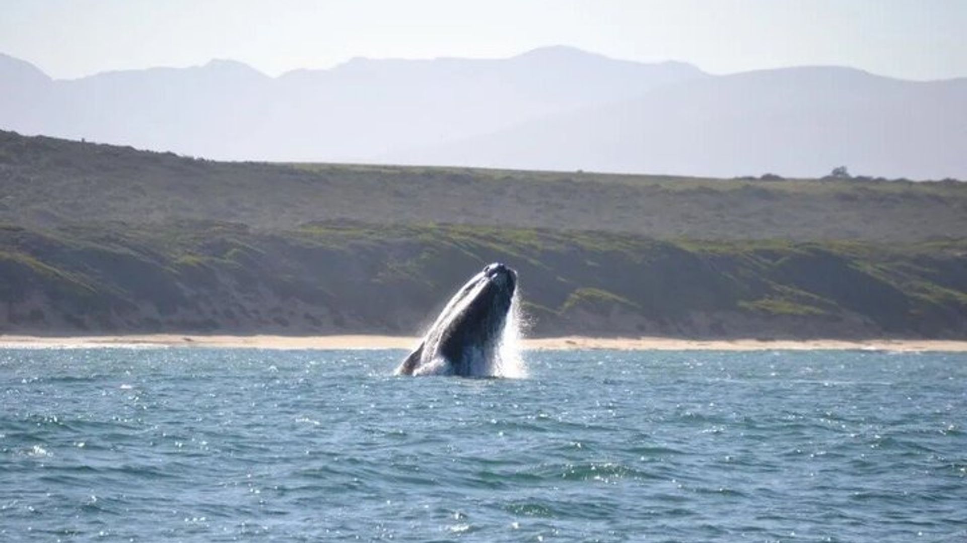 Excursions d'observation des baleines à Mossel Bay