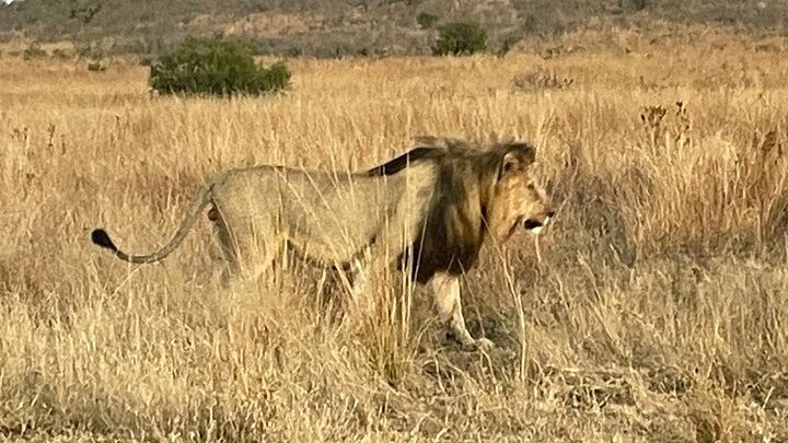 Pilanesberg National Park Tour