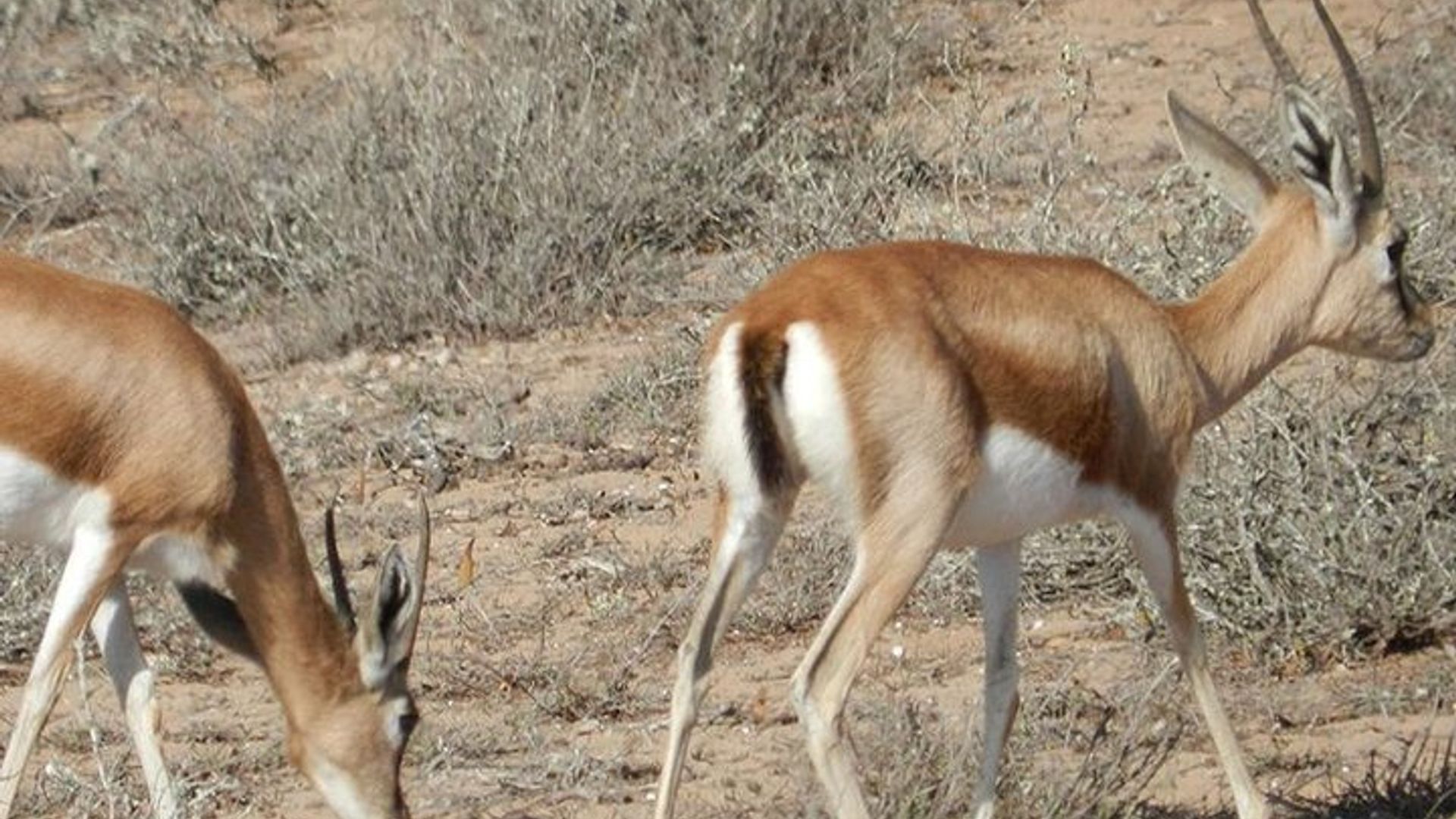 Descubrimiento privado - Souss Massa 4x4 Wildlife Park