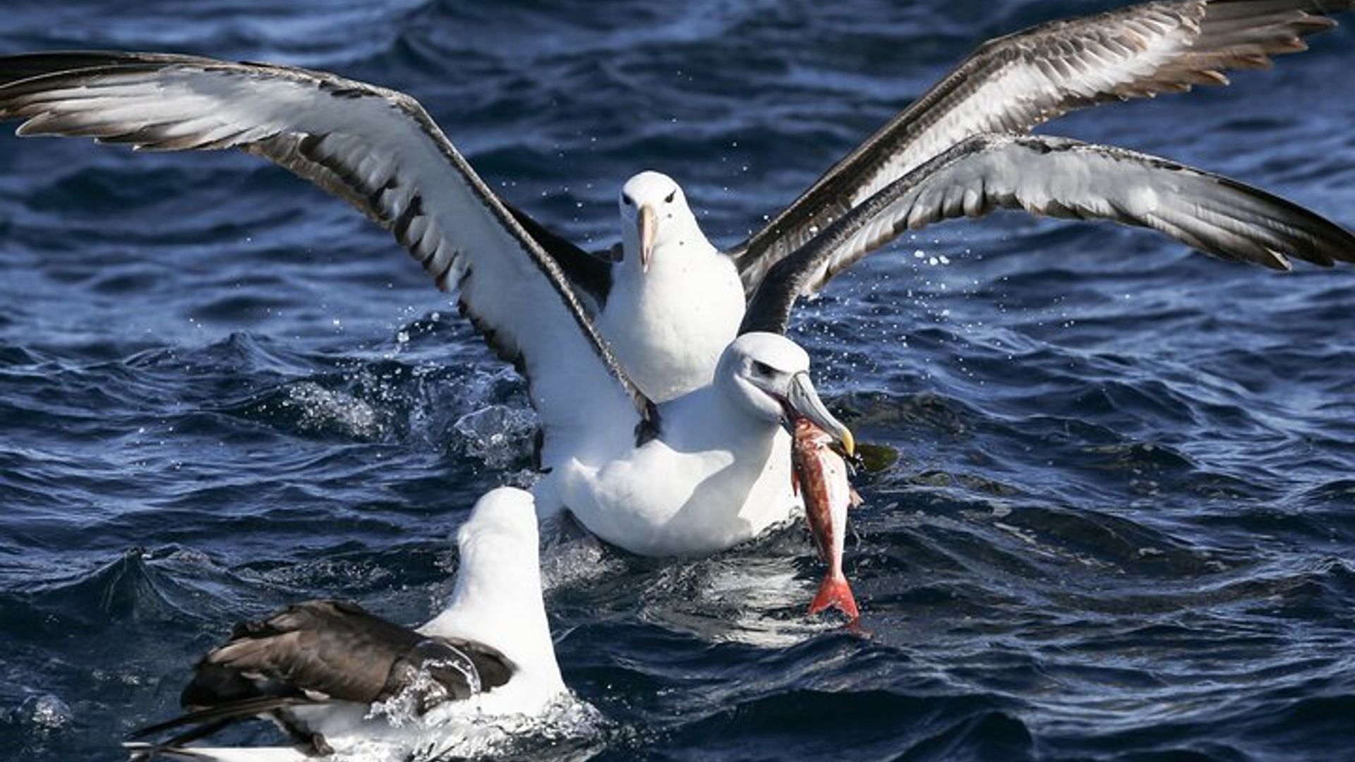 Le Cap : Observation de requins et plongée en cage avec transferts