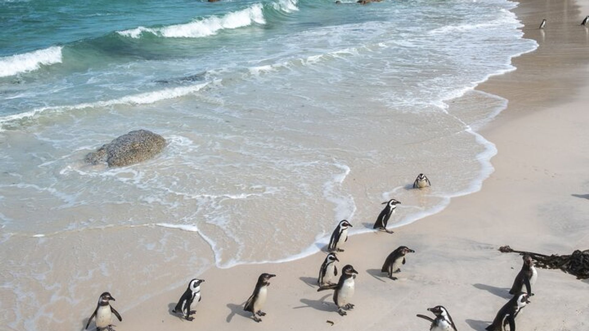 Cape Town Hidden Gems : Visite guidée des plages et des vues secrètes