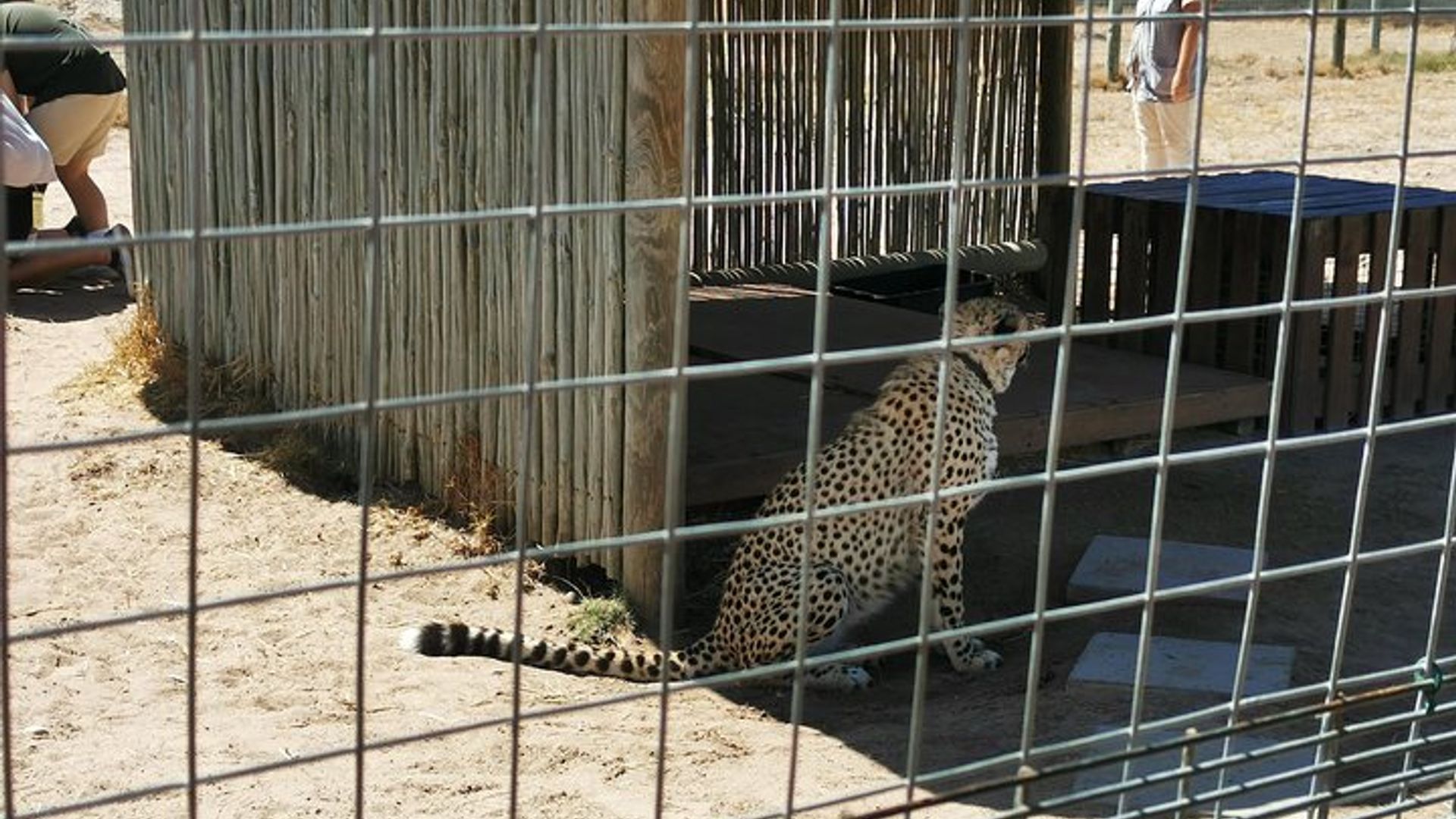 Visite de Cheetah Outreach, Gordon's Bay et Strand Beach