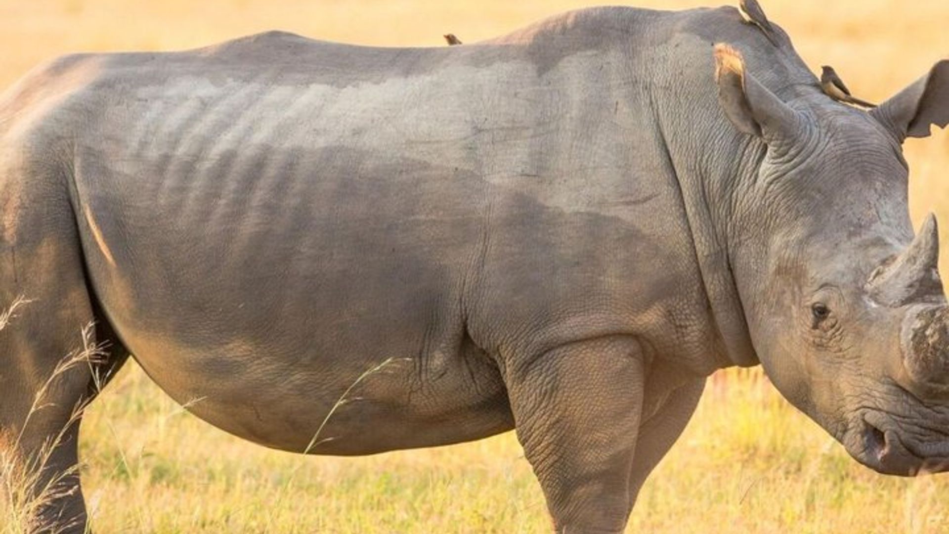 Aventure Afrique du Sud de 15 jours Le Cap à Johannesburg