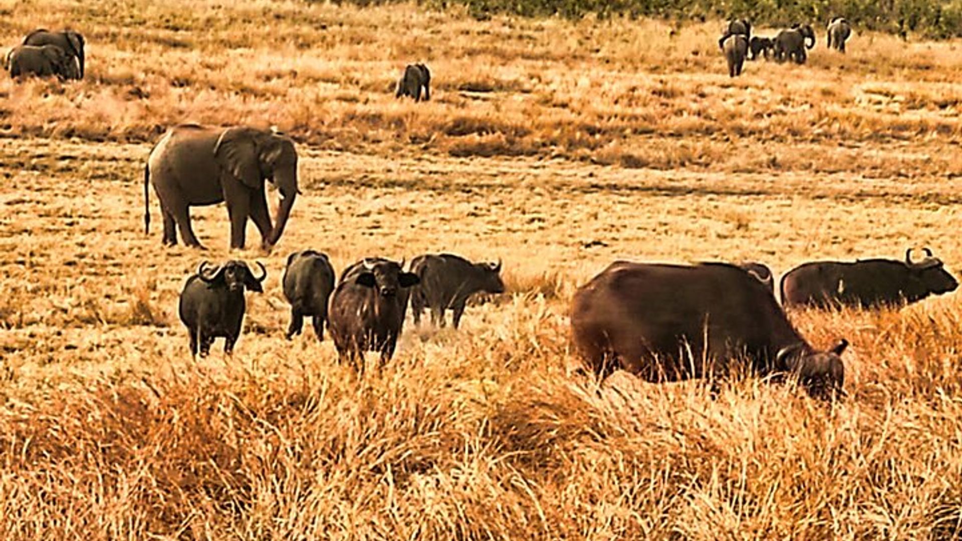 Guided Safari in National Park in small group
