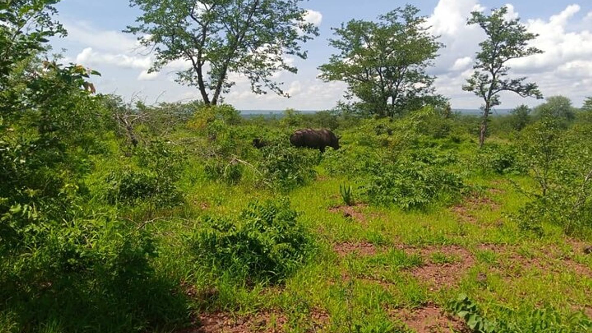 Rhino Walking Safari in the Musi Otunya National Park