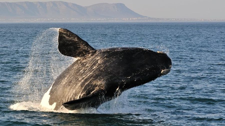 From Cape Town: Full Day Guided Hermanus and Whale Tour