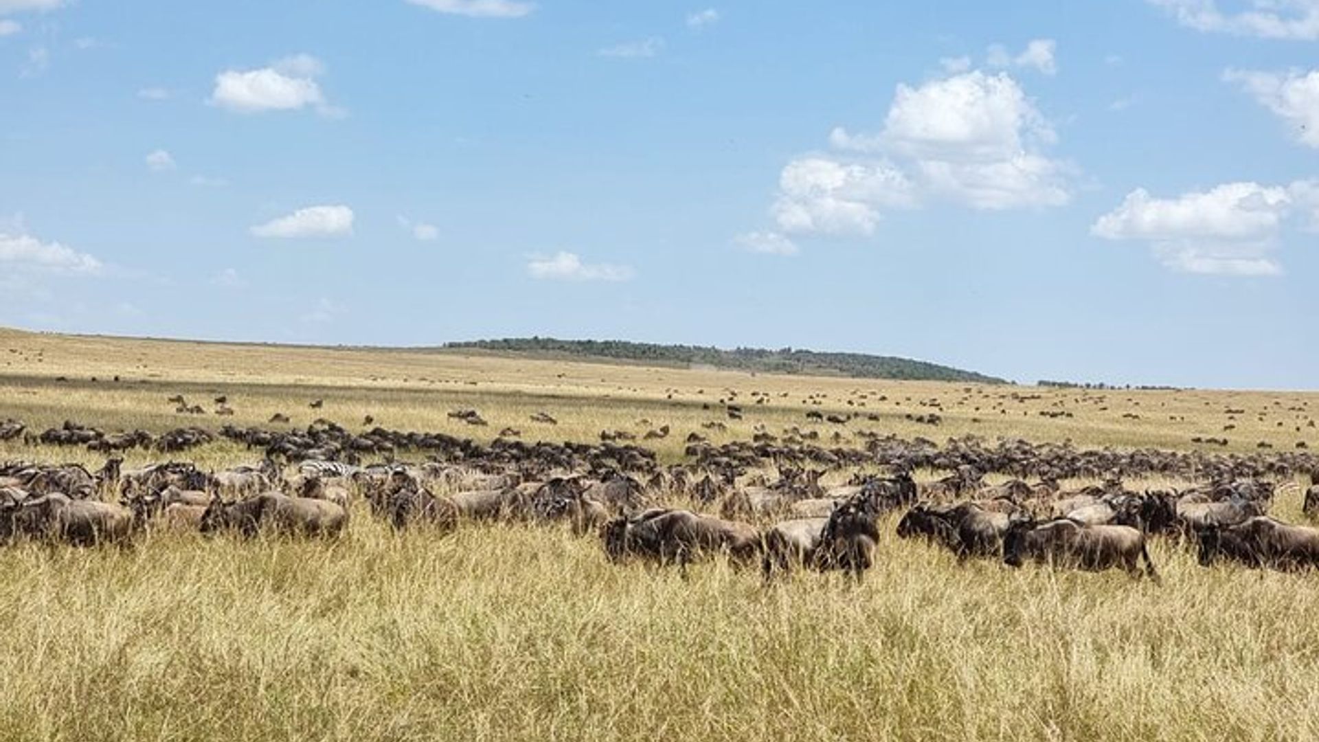 14 Days Kenya and Rwanda Safari and Trekking
