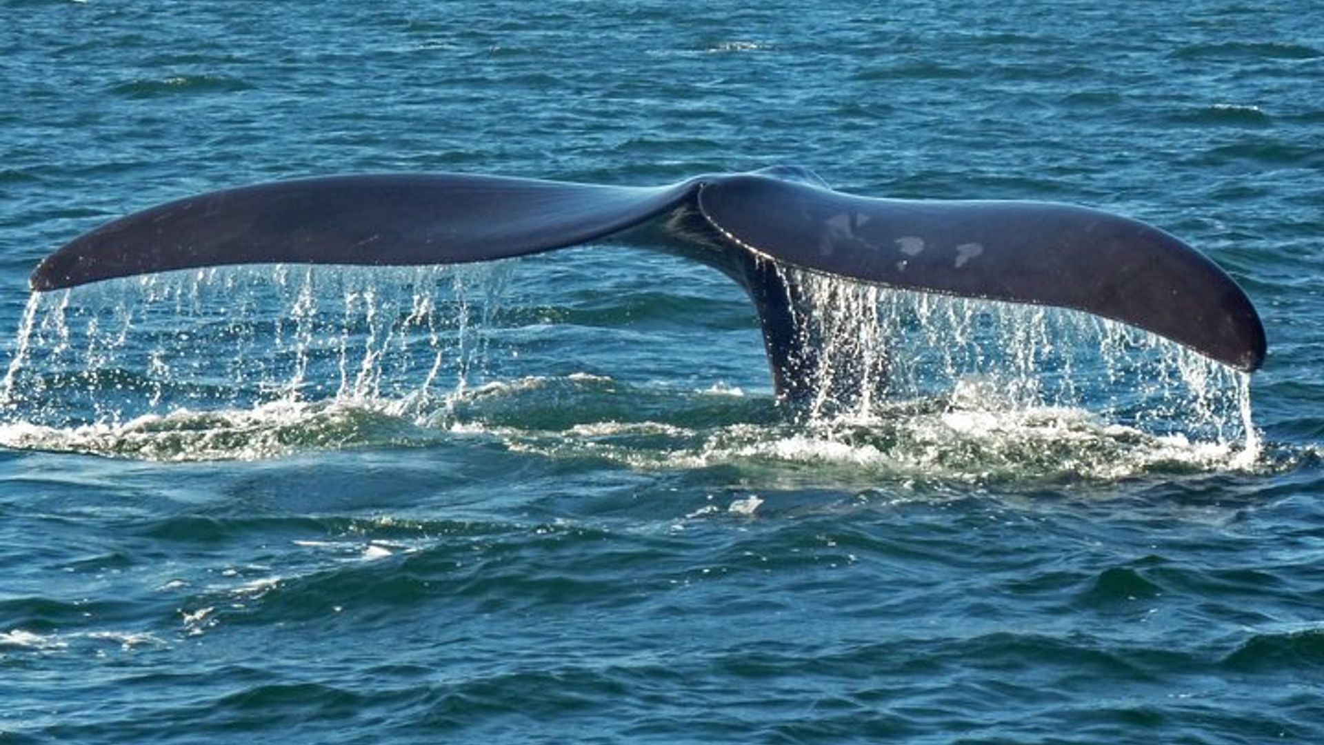 Garden Route Four-Day Tour from George, South Africa