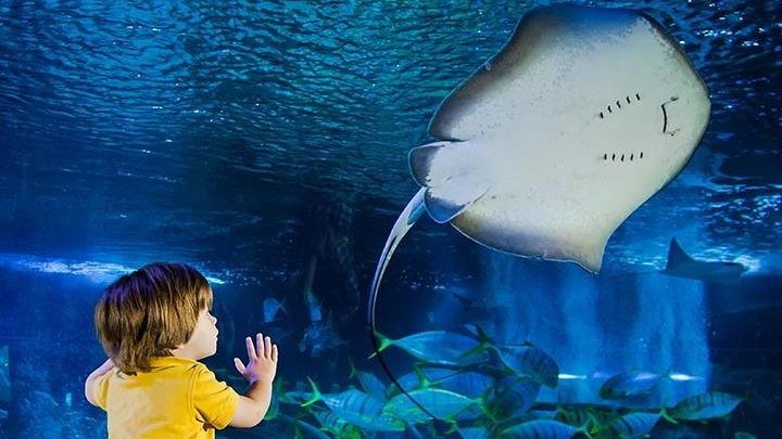 SEA LIFE Manchester Admission Ticket