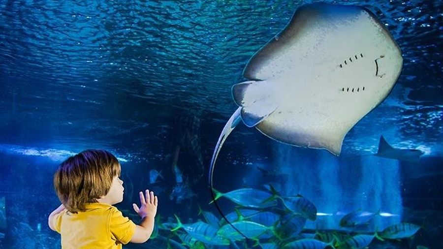 SEA LIFE Manchester Admission Ticket