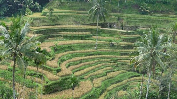Ubud and Kintamani Private Tour with Lunch and Entrance Fees