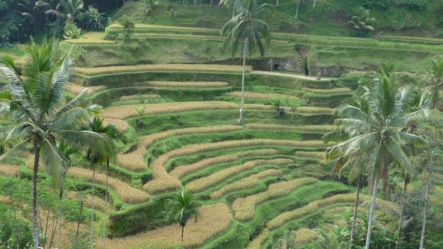 Ubud and Kintamani Private Tour with Lunch and Entrance Fees