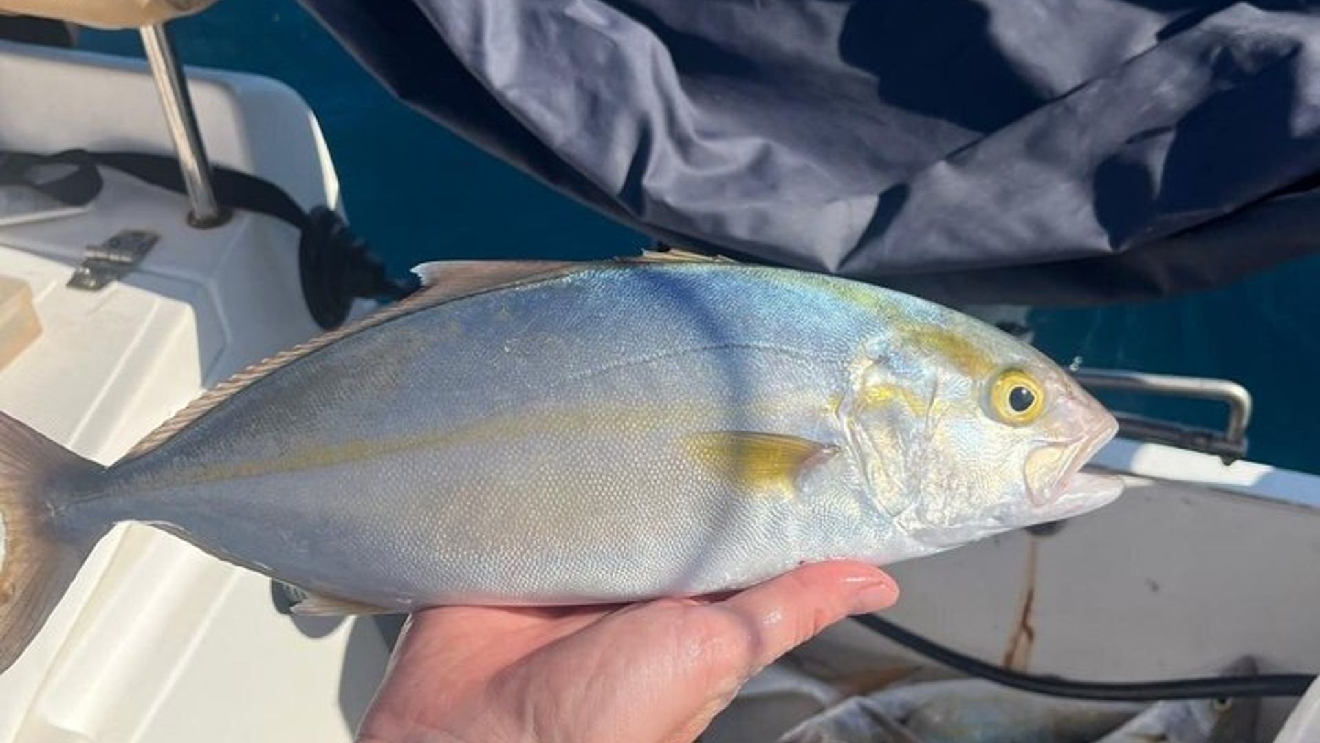 GARANTIE D'EXPÉRIENCE DE PÊCHE CAPTURE Option Wake et tubing