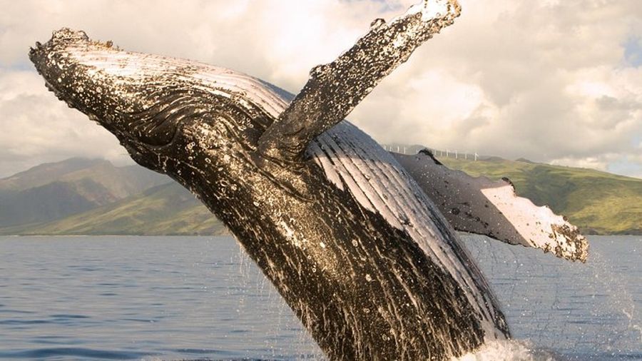 Maui: Whale Watching from Ma'alaea Harbor