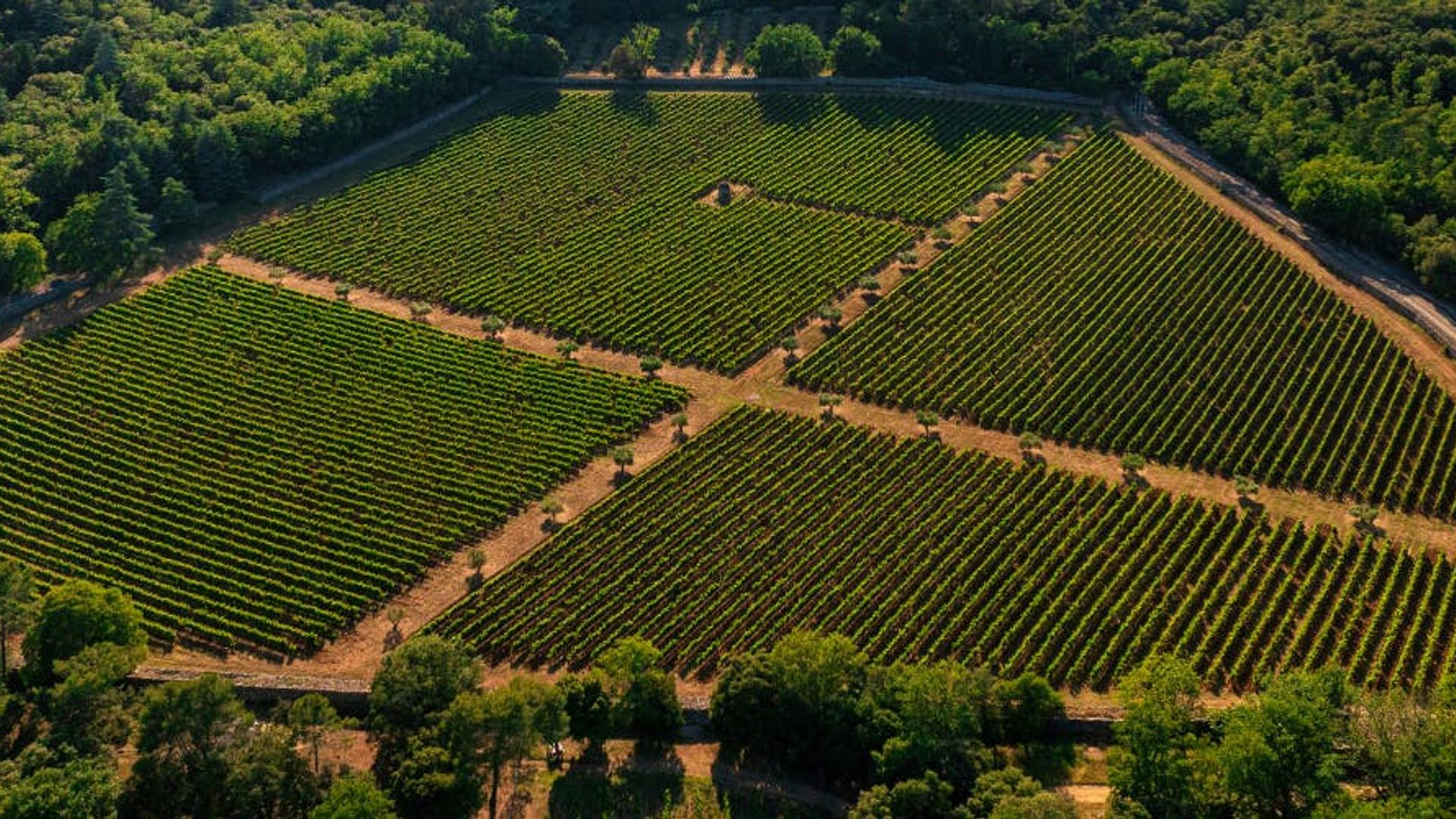 Guided tour of the vineyard and art collection in a buggy