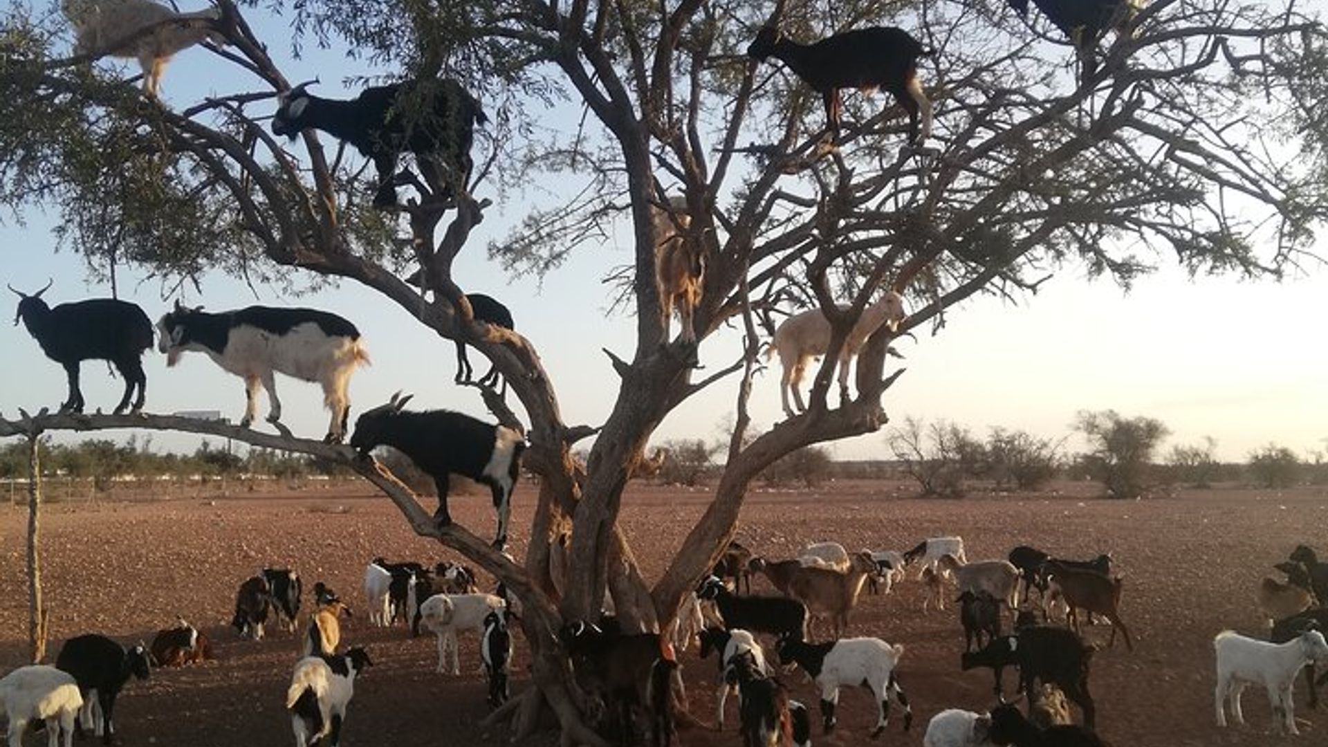 Agadir Chèvres grimpantes et visite facultative du grand marché Souk El Had