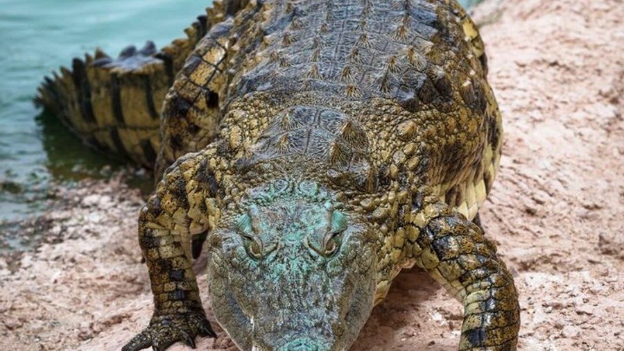 Crocoparc Agadir Day Trip with Round-Trip Transportation