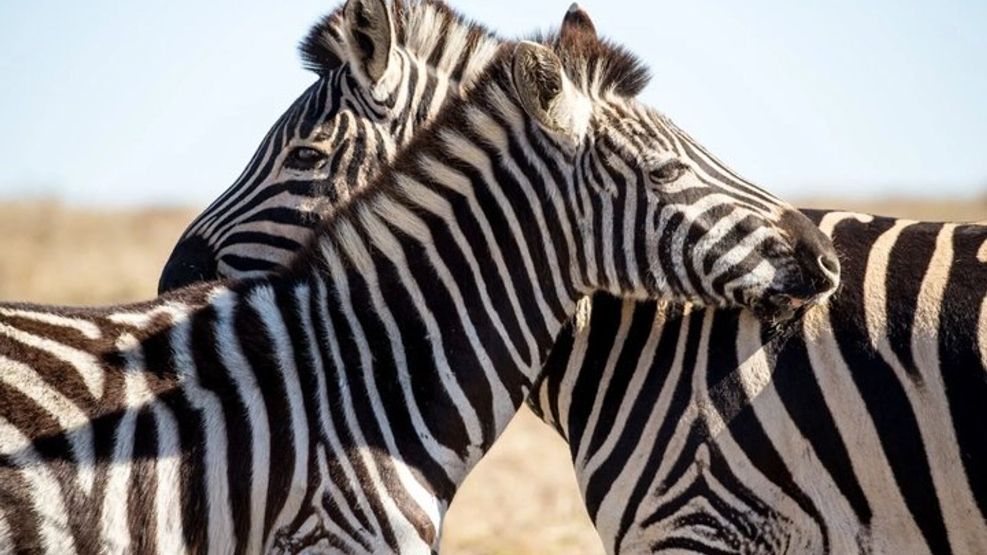 Mossel Bay Wildlife Safari Experience