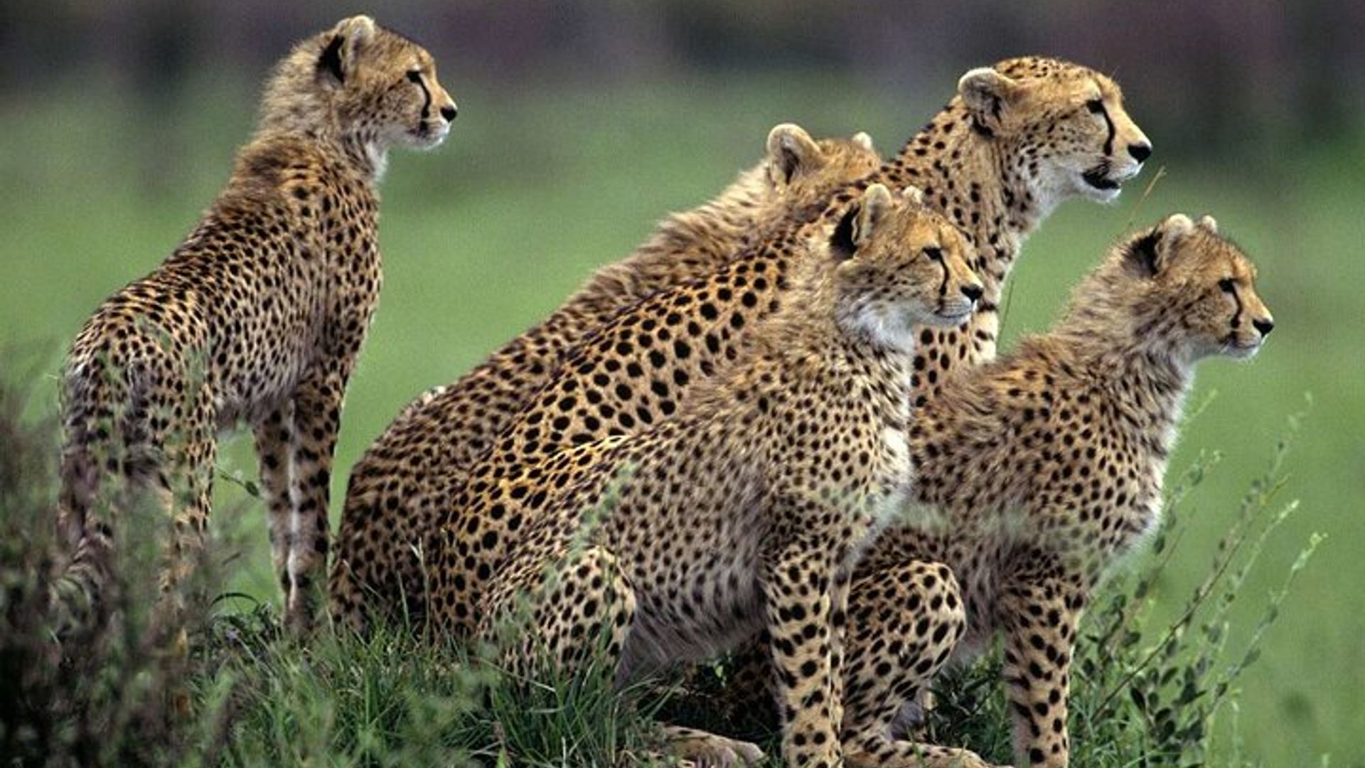 5 - Tagestour Kapstadt-Tafel Berg-RobbenInsel-Safari-Halbinsel