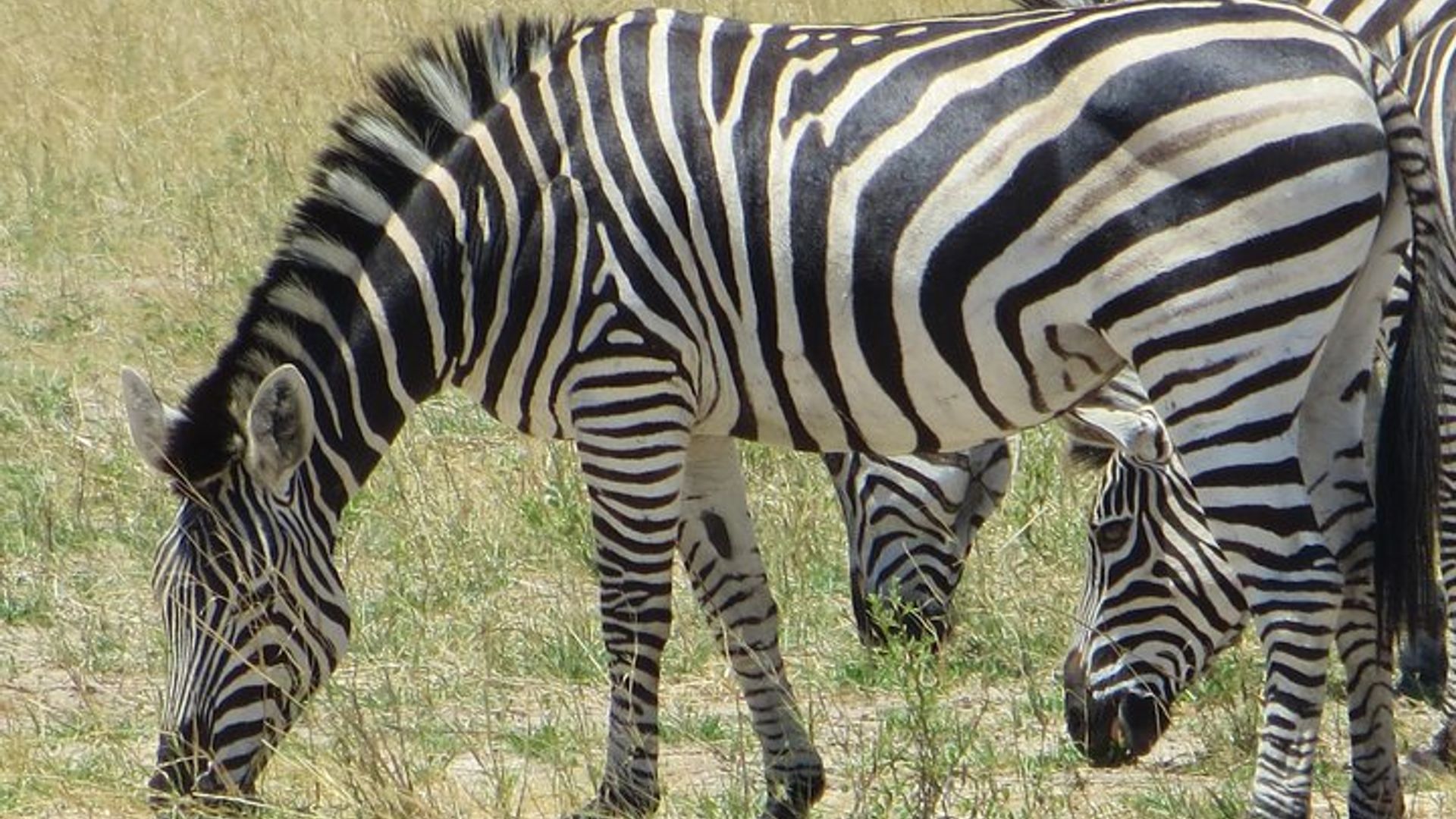 Hwange National Park & Victoria Falls Iminsi 5 Combo