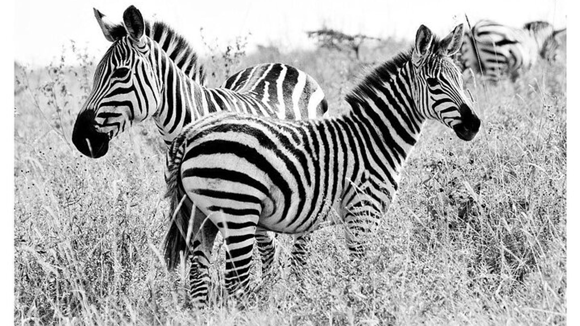 Half Day Nairobi National Park Safari