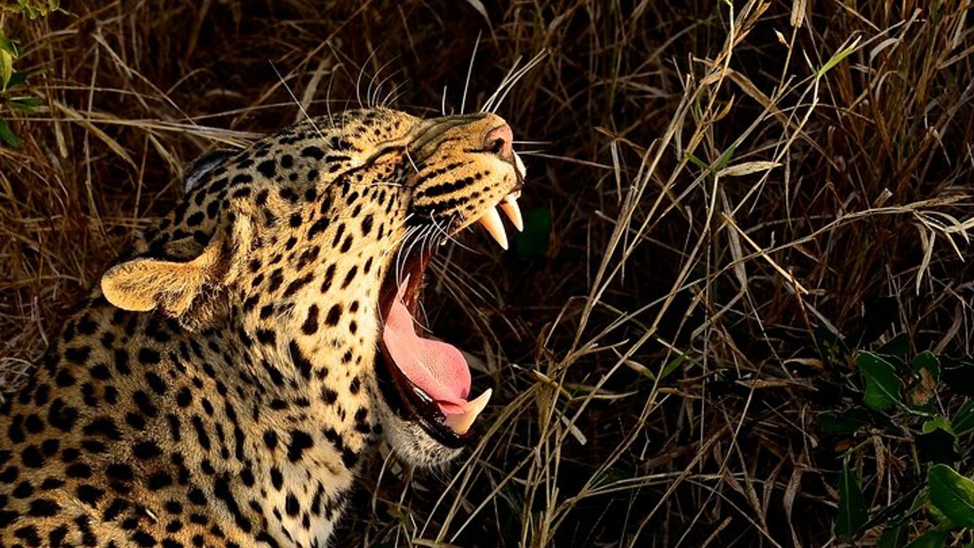 ทัวร์ Hluhluwe Imfolozi Safari หนึ่งวันจากเดอร์บัน