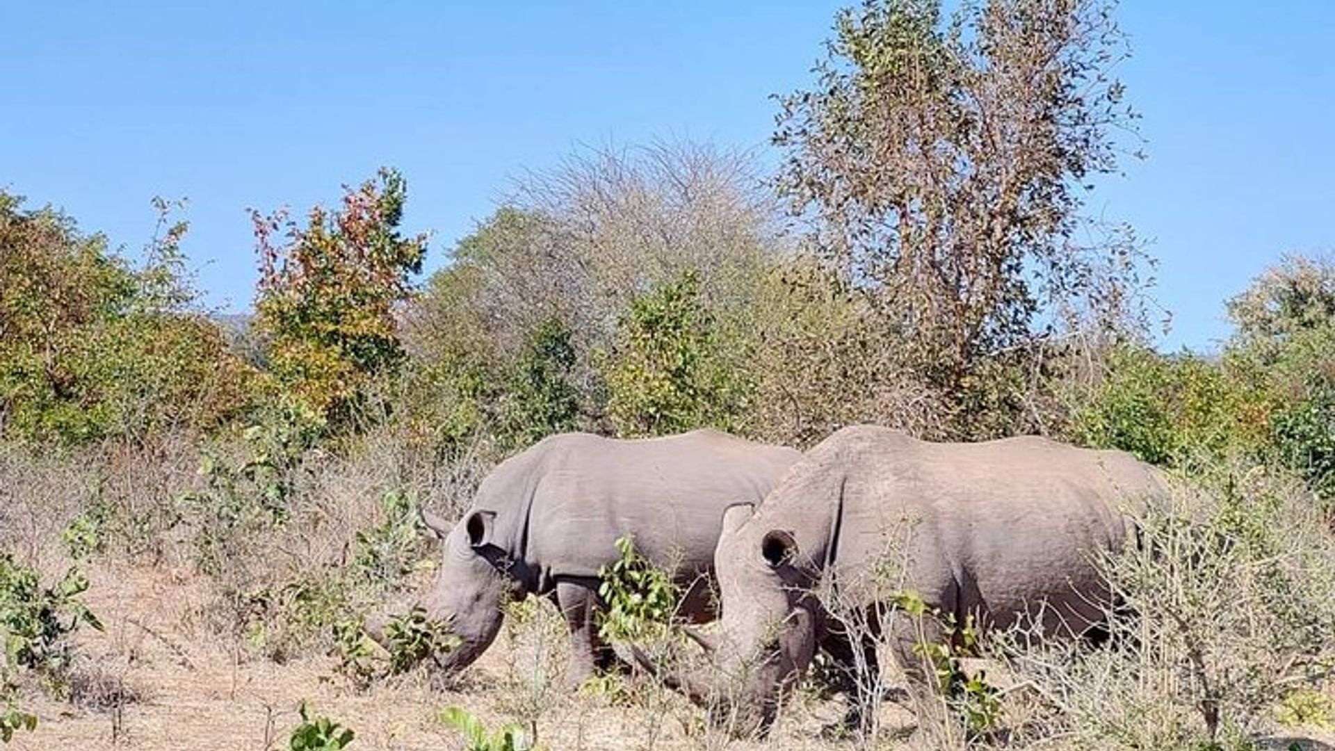 Livingstone Small-Group Game Drive and Rhino Walk