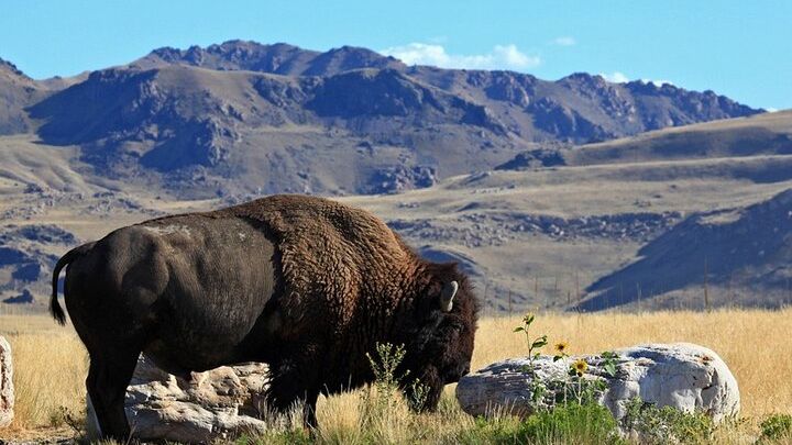 Great Salt Lake, Antelope Island Small-Group Hiking Tour