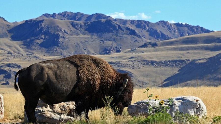 Great Salt Lake, Antelope Island Small-Group Hiking Tour