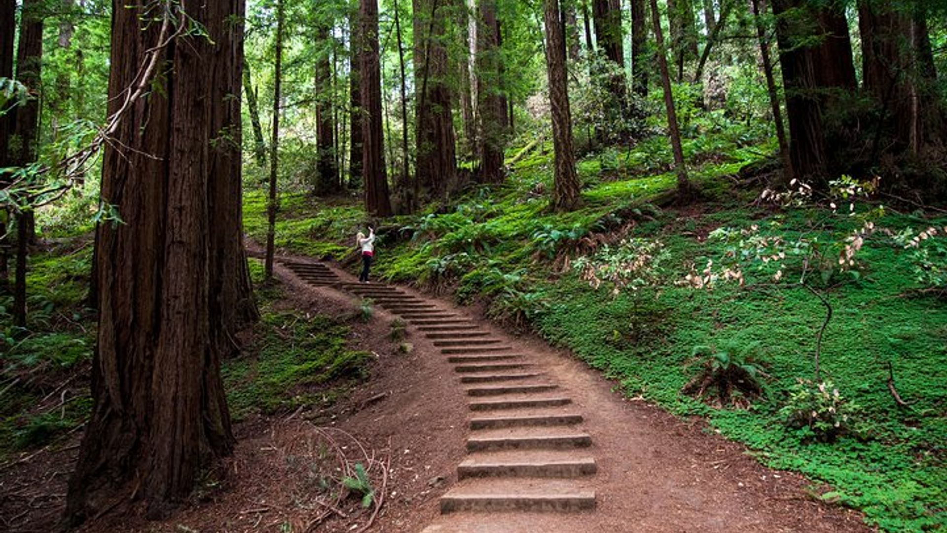 Muir Woods, Sausalito Half-Day Tour With Ferry Option image 2