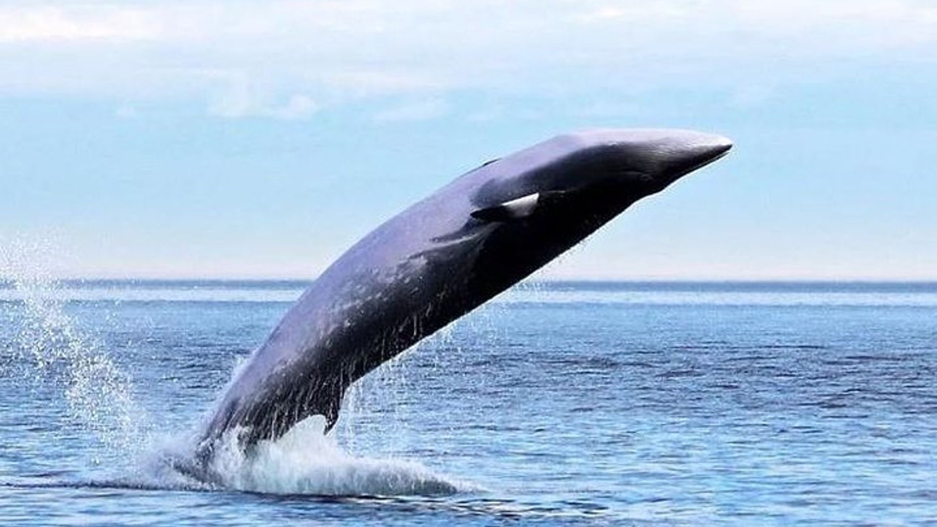 Von Kapstadt nach Durban und zur Garden Route – 7-tägige private Safari
