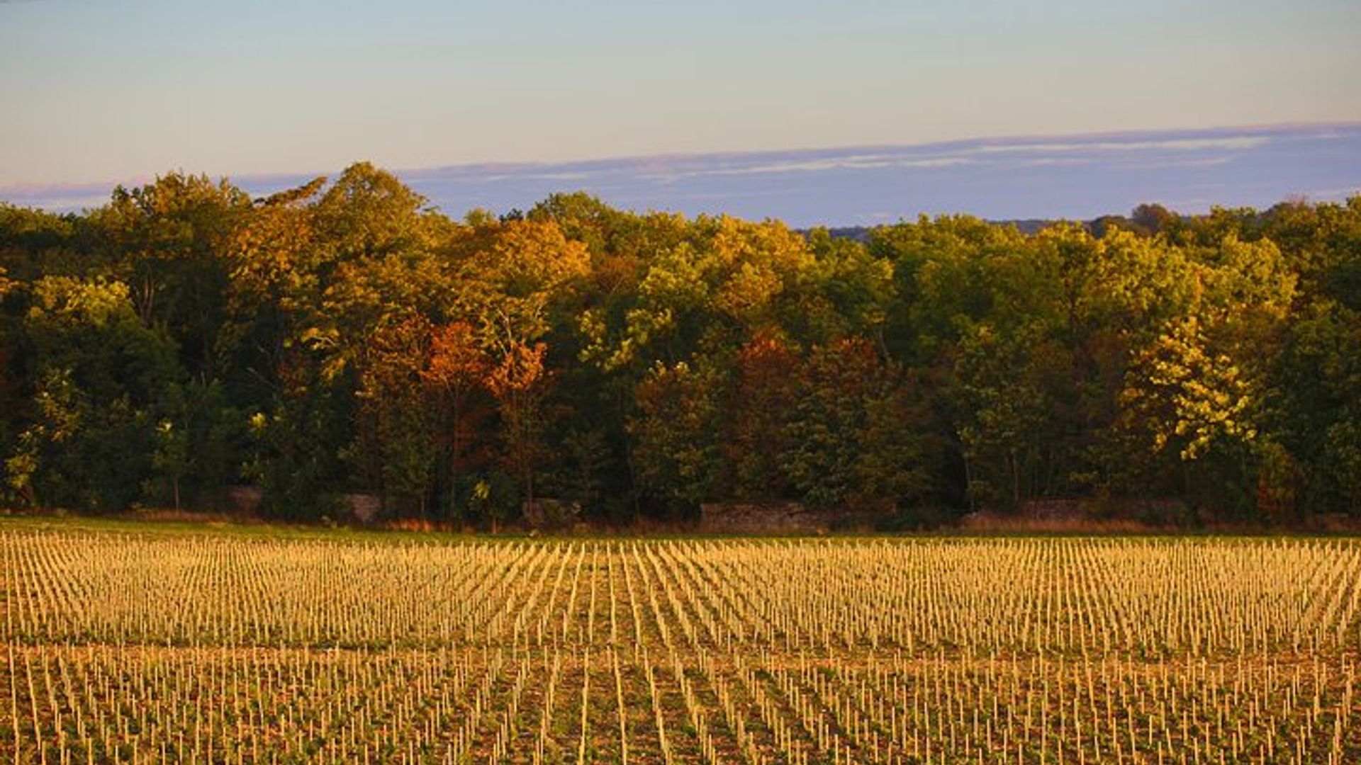 Visite de vignoble et dégustation de vins à Davron