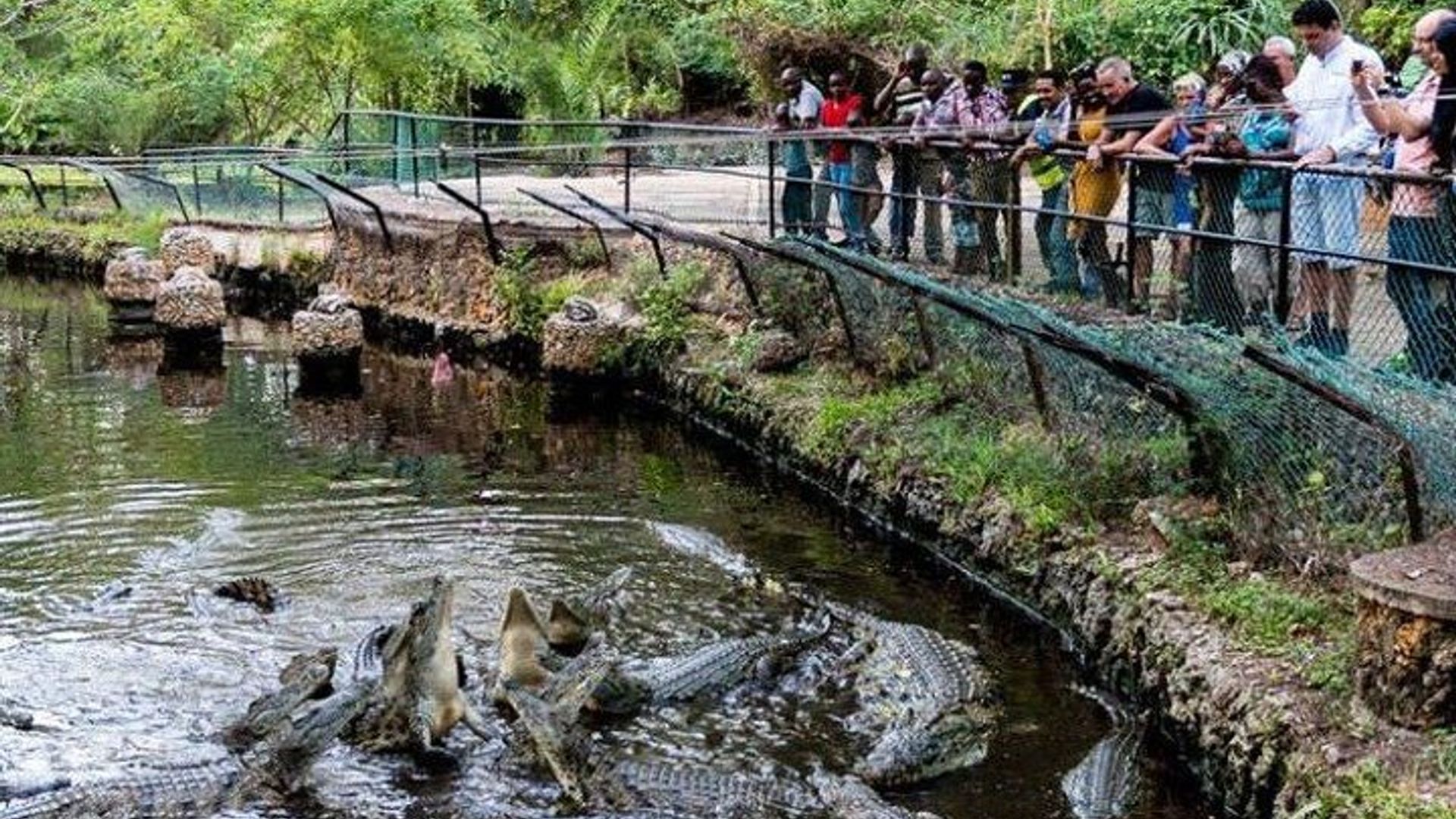 Wild Waters - Haller Park Day Excursion (minimum 2 Pax)