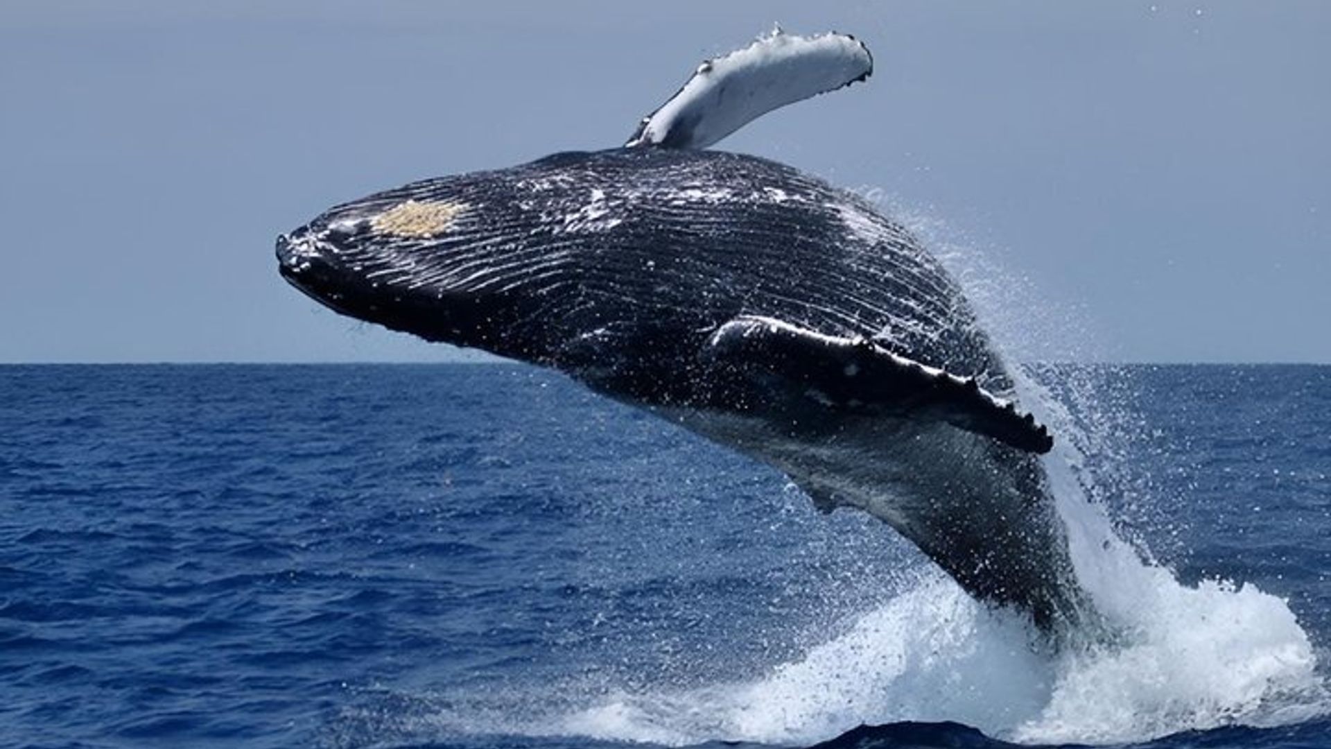 Hermanus Whale Watching Boat Tour from Cape Town